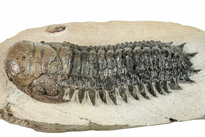 Bargain, Crotalocephalina Trilobite - Atchana, Morocco #252410